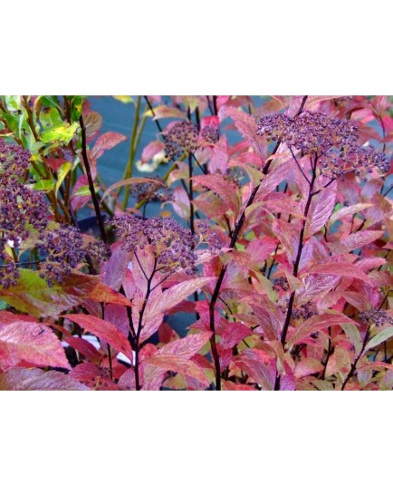 Spiraea japonica 'Country Red' - Spirée du Japon