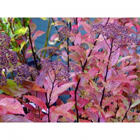 Spiraea japonica 'Country Red' - Spirée du Japon