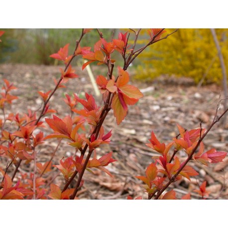 Spiraea japonica 'Fire Light' - Spirée du Japon