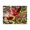 Spiraea japonica 'Froebelli' - Spirée du Japon