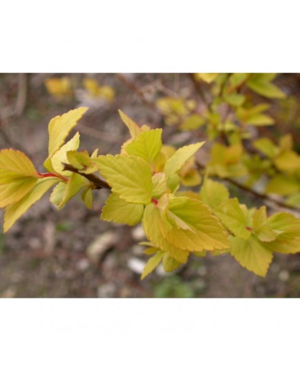 Spiraea japonica 'Glenroy Gold' - Spirée du Japon