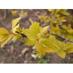 Spiraea japonica 'Glenroy Gold' - Spirée du Japon