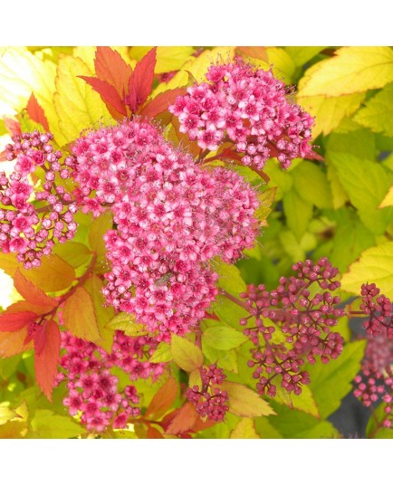 Spiraea japonica 'Tracy' - Spirée du Japon