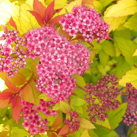 Spiraea japonica 'Tracy' - Spirée du Japon