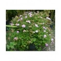 Spiraea japonica 'Little Princess' - Spirées naines