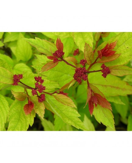 Spiraea japonica 'Magic Carpet' - Spirée du japon à feuilles rouges