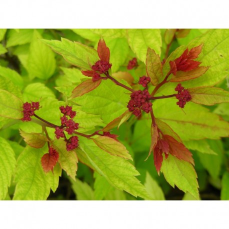 Spiraea japonica 'Magic Carpet' - Spirée du japon à feuilles rouges