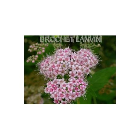 Spiraea japonica - Spirée du Japon