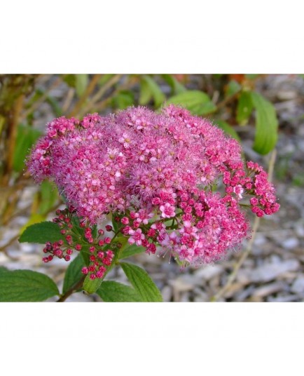 Spiraea japonica var acuminata - spirée