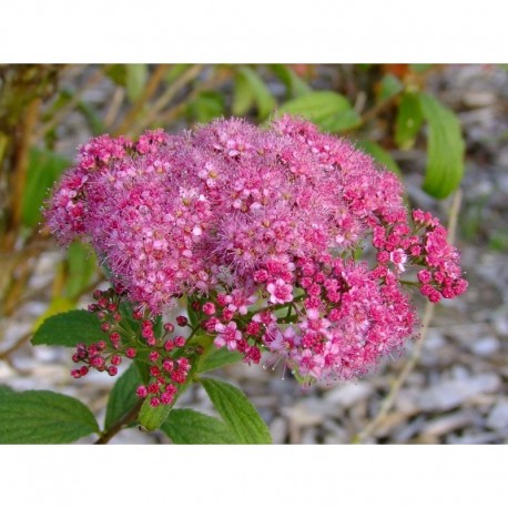 Spiraea japonica var acuminata - spirée