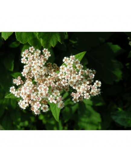 Spiraea japonica var himalaica - Spirée de l'Himalaya