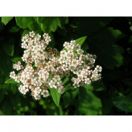 Spiraea japonica var himalaica - Spirée de l'Himalaya