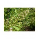 Spiraea latifolia - Spirée à large feuille