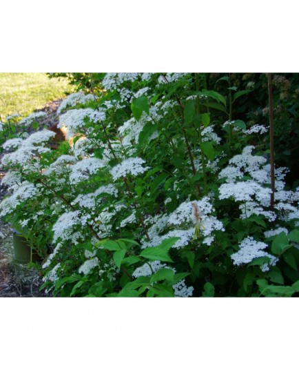 Spiraea longigemmis - spirée