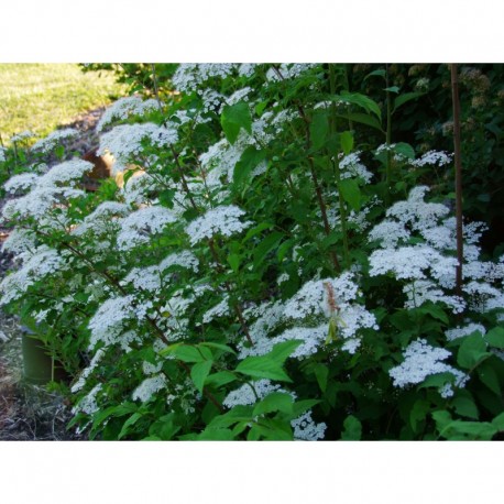 Spiraea longigemmis - spirée