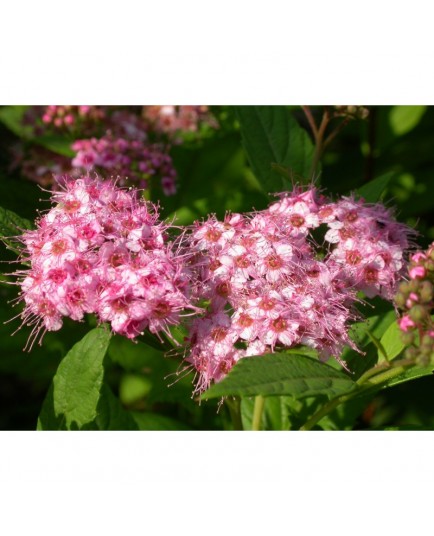 Spiraea margaritae x - Spirée