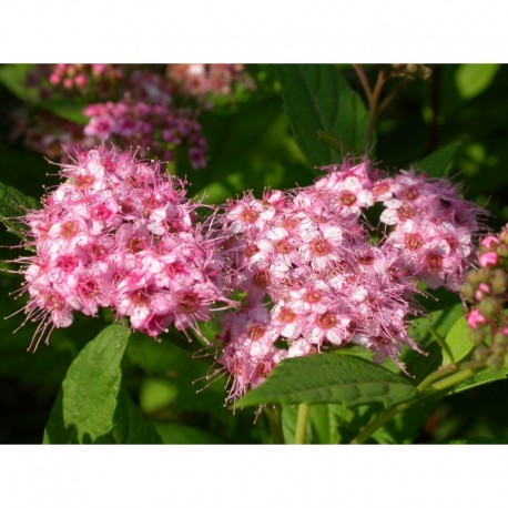 Spiraea margaritae x - Spirée