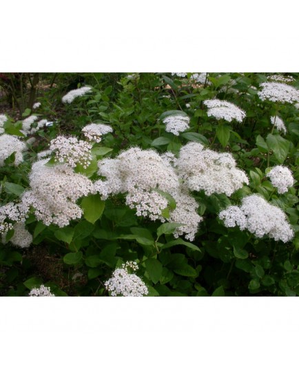 Spiraea media - Spirée