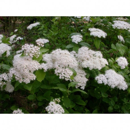 Spiraea media - Spirée