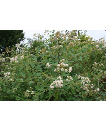 Spiraea micrantha - spiraea brumalis