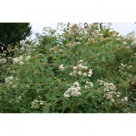 Spiraea micrantha - spiraea brumalis