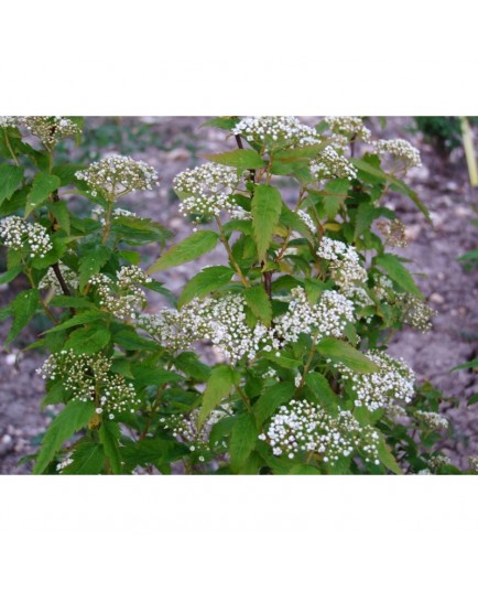 Spiraea miyabei - Spirée