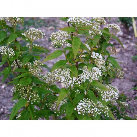 Spiraea miyabei - Spirée