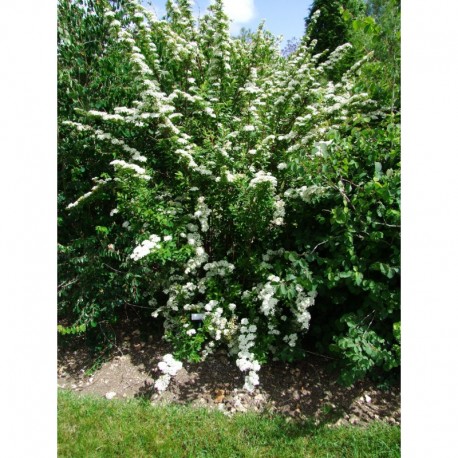 Spiraea mongolica - spirées