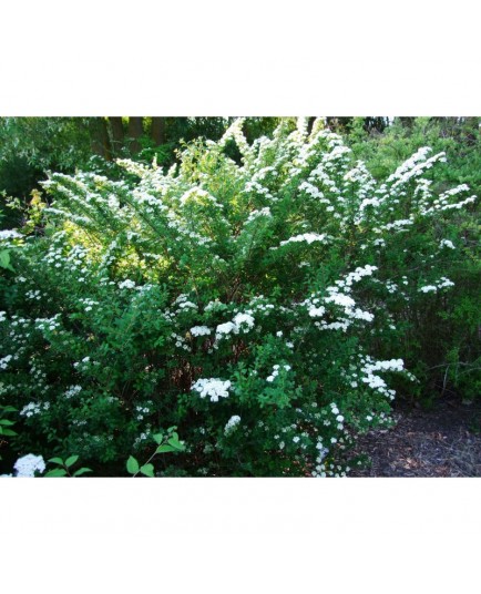 Spiraea nipponica 'Gerbe de Neige' - spirée nippone