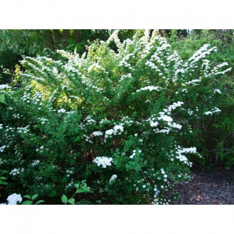 Spiraea nipponica 'Gerbe de Neige' - spirée nippone