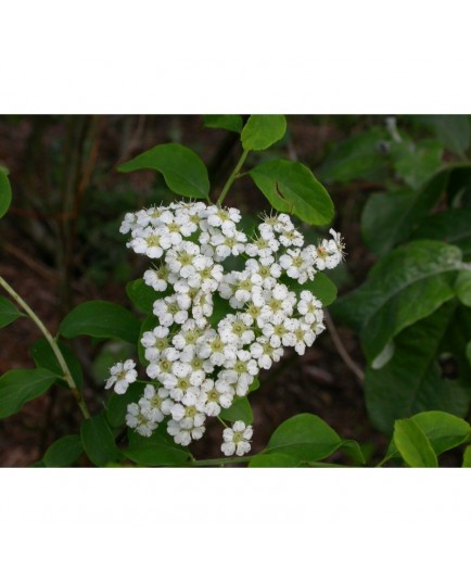 Spiraea nipponica 'Halward's Silver' -spirée nippone