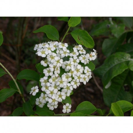 Spiraea nipponica 'Halward's Silver' -spirée nippone