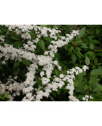 Spiraea nipponica 'June Bride' - spirée nippone