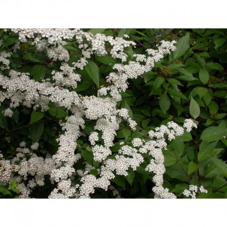 Spiraea nipponica 'June Bride' - spirée nippone