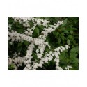 Spiraea nipponica 'June Bride' - spirée nippone