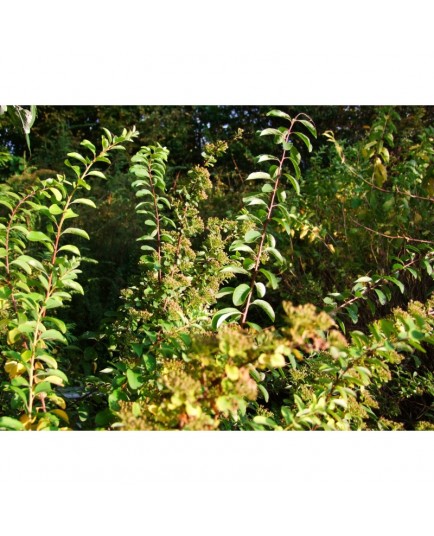 Spiraea nipponica 'Snowmound' - spirée nippone