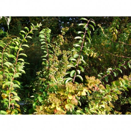 Spiraea nipponica 'Snowmound' - spirée nippone