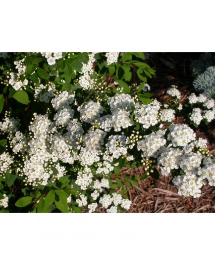 Spiraea nipponica - spirée nippone