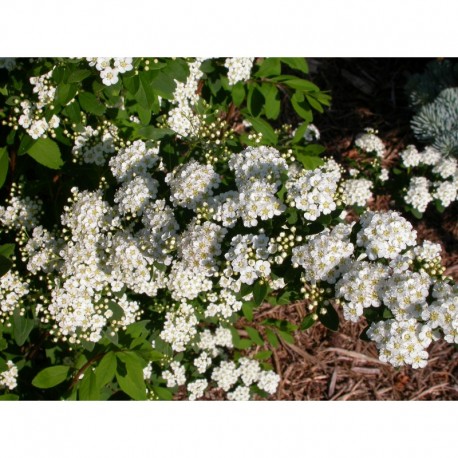 Spiraea nipponica - spirée nippone