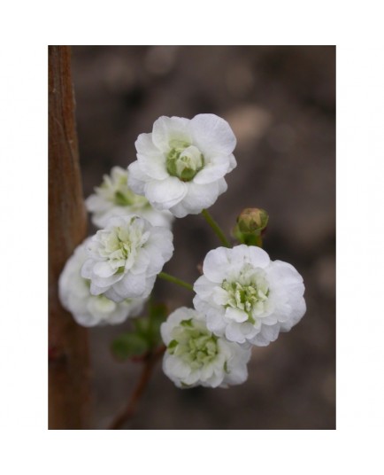 Spiraea prunifolia 'Plena' - Spirée à feuille de prunier