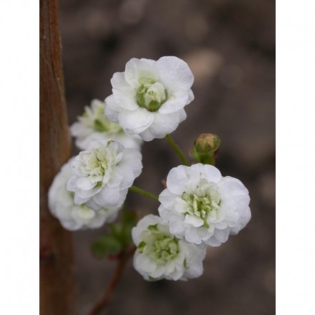 Spiraea prunifolia 'Plena' - Spirée à feuille de prunier