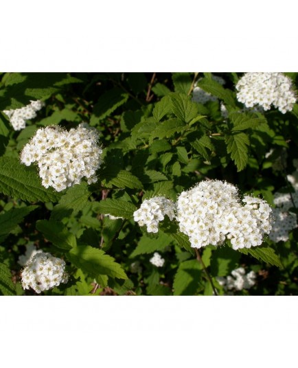 Spiraea rosthornii - Spirée