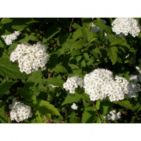 Spiraea rosthornii - Spirée