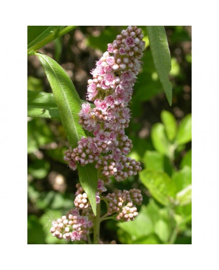 Spiraea rubella x - spirées