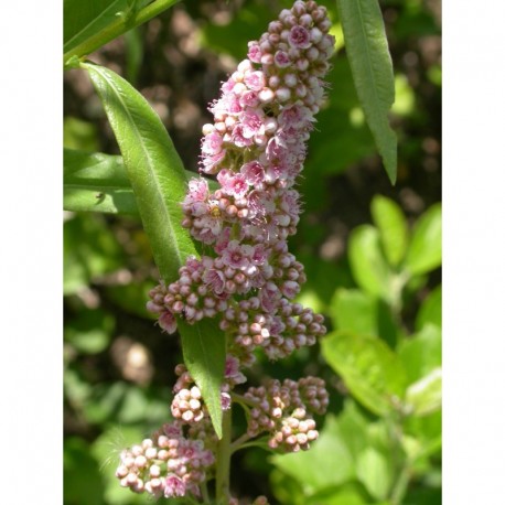 Spiraea rubella x - spirées