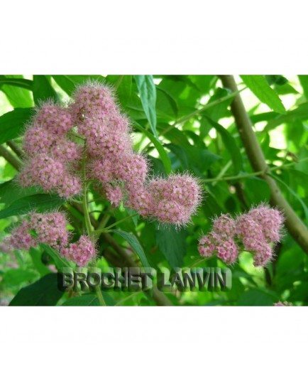 Spiraea sanssouciana x - Rosaceae - Spirée de Sanssouci