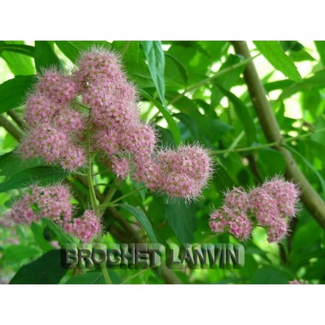 Spiraea sanssouciana x - Rosaceae - Spirée de Sanssouci