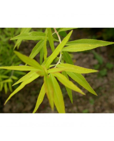 Spiraea thunbergii 'Aurea' - spirée de thunberg doré