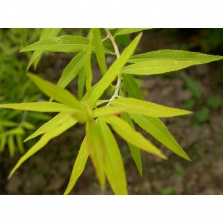 Spiraea thunbergii 'Aurea' - spirée de thunberg doré