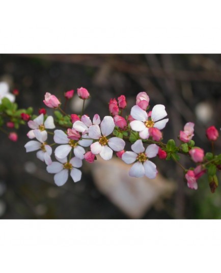 Spiraea thunbergii 'Fujino Pink' - Spirée